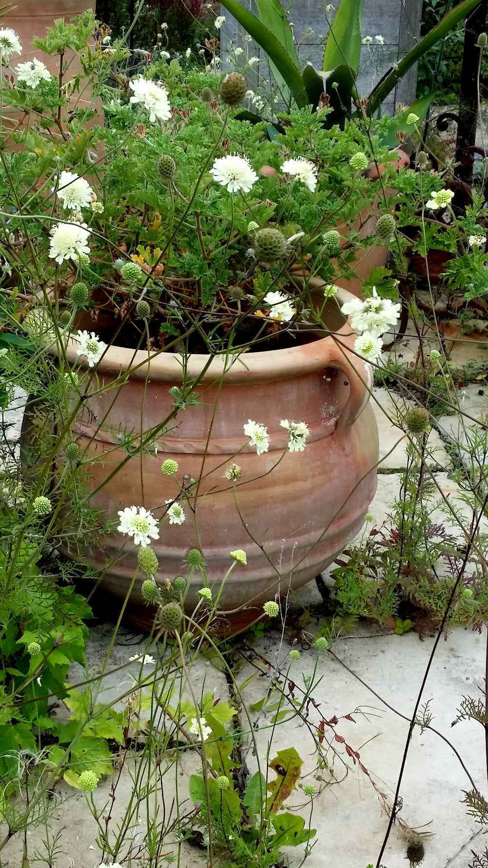 Terracotta krukker, Hånddrejede krukker, græske krukker, Middelhavs krukker, Marokkanske krukker